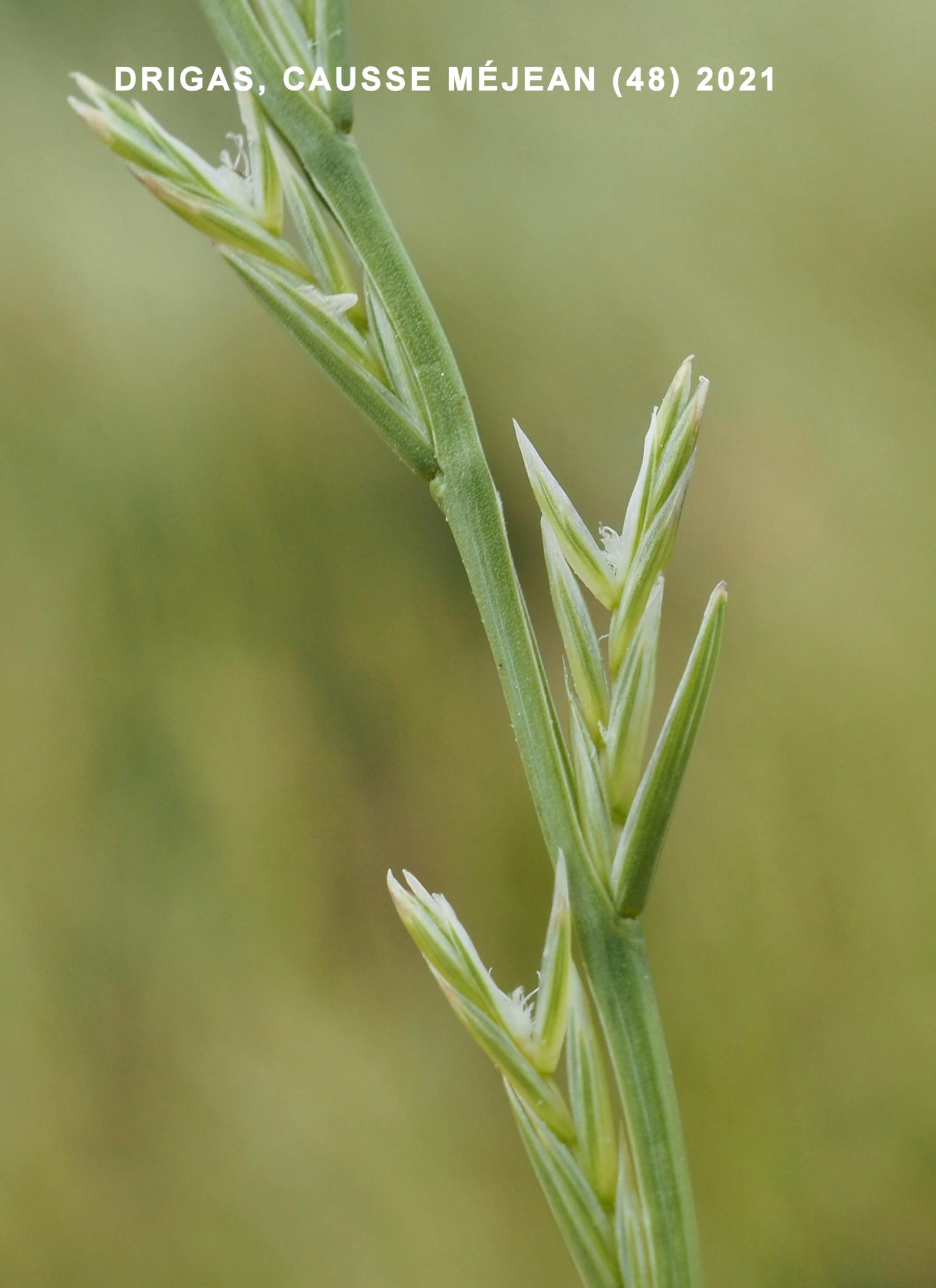 Rye-grass, Rigid